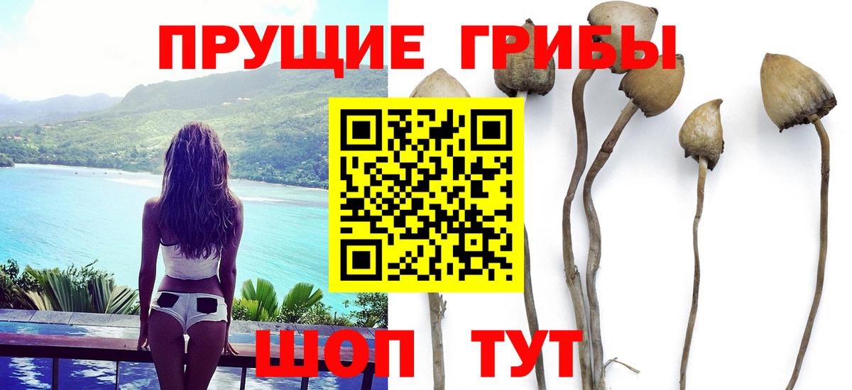 Прохладный  Псилоцибиновые грибы Cubensis  цена   Вход с VPN 